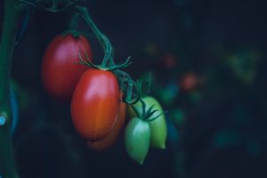 La ladrona de tomates. Rama. Libros Prohibidos